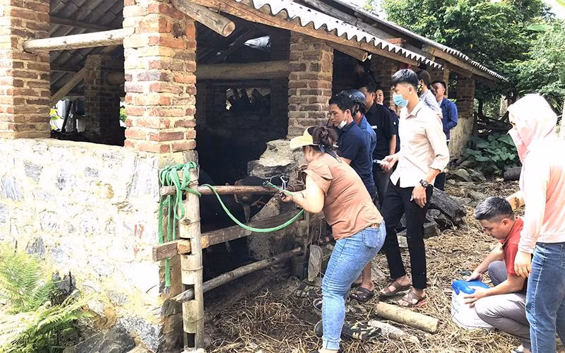 Cán bộ thú y Bắc Kạn tiêm vắc-xin phòng bệnh cho đàn gia súc. 