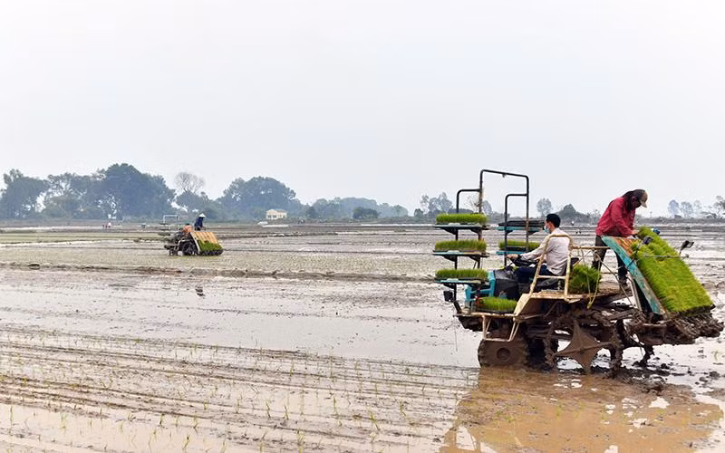Sử dụng máy cấy lúa trên cánh đồng sau dồn điền đổi thửa tại huyện Thạch Thất, Hà Nội. (Ảnh ÐĂNG DUY)