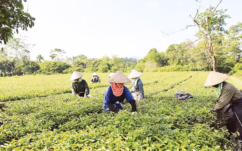 Mô hình trồng chè sạch tại xã Ba Trại, huyện Ba Vì. 