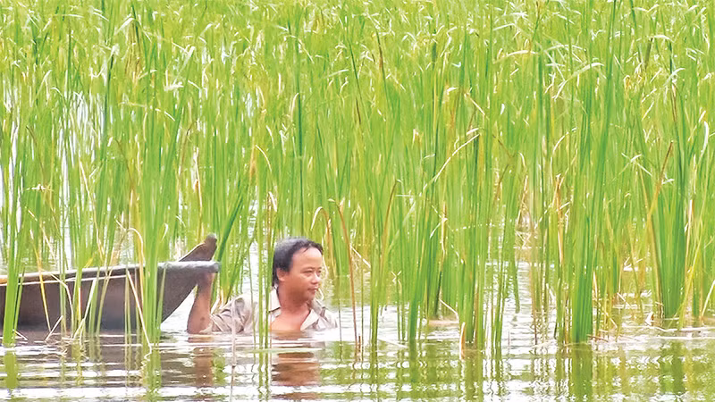 Nông dân ở xã Tân Hưng Ðông, huyện Cái Nước thu hoạch bồn bồn.