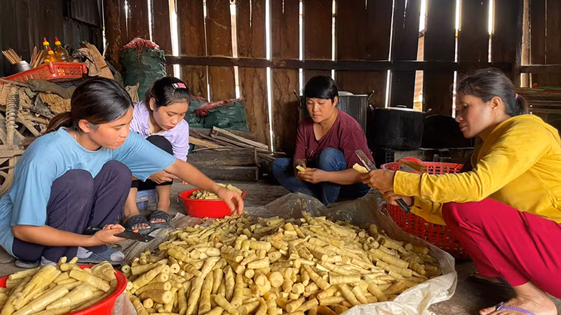 Tổ liên kết phụ nữ thu mua và chế biến măng le tại xã Ðăk Pxi, huyện Ðăk Hà.