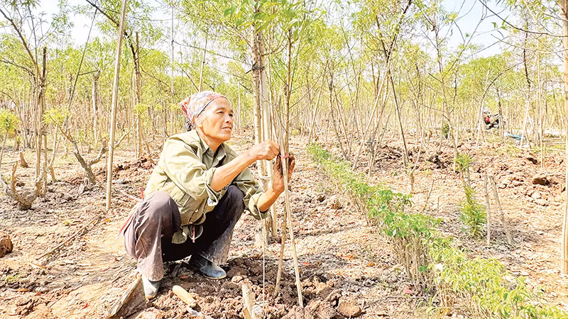 Gia đình bà Ngọ trồng mới và chăm sóc vườn đào sau bão lũ. 