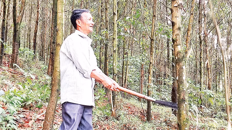 Ông Cao Văn Minh chăm sóc rừng keo lai của gia đình. 