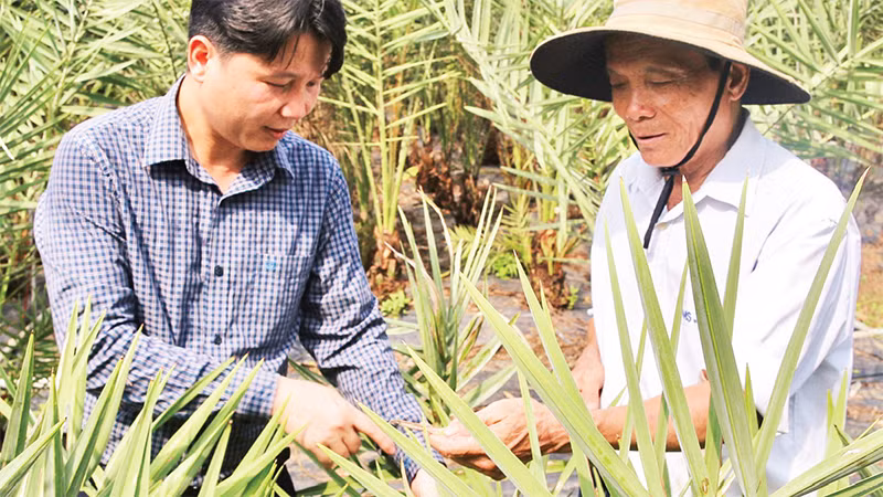 Anh Lê Mạnh Cường (bên trái) chia sẻ với người dân trong vùng cách trồng, chăm sóc cây chà là nhập ngoại. 