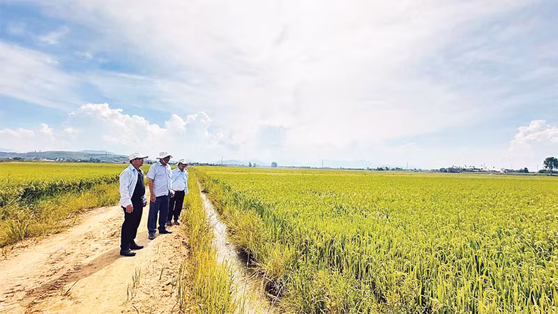 Chậm thực hiện thủ tục, hồ sơ ảnh hưởng đến hiệu quả công tác dồn điền đổi thửa và đời sống dân sinh tại Quảng Ngãi. 