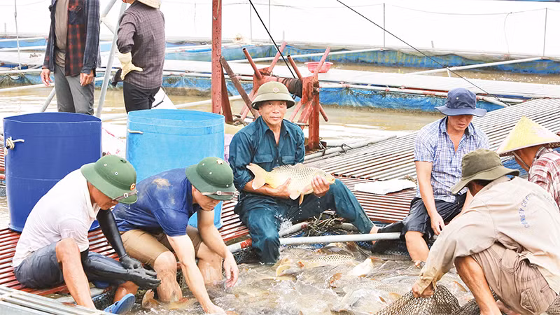 Ông Vũ Văn Chiến (người ngồi giữa) kiểm tra cá tại các lồng nuôi trên sông Ðuống. 