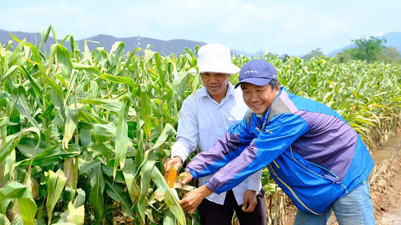 Ông Chamaléa Phán ở thôn Ðồng Dày, xã Phước Trung, huyện Bác Ái (tỉnh Ninh Thuận) khôi phục 5 sào đất bỏ hoang và trồng cây ngô lai đang sinh trưởng tốt, hứa hẹn một mùa vụ bội thu. 