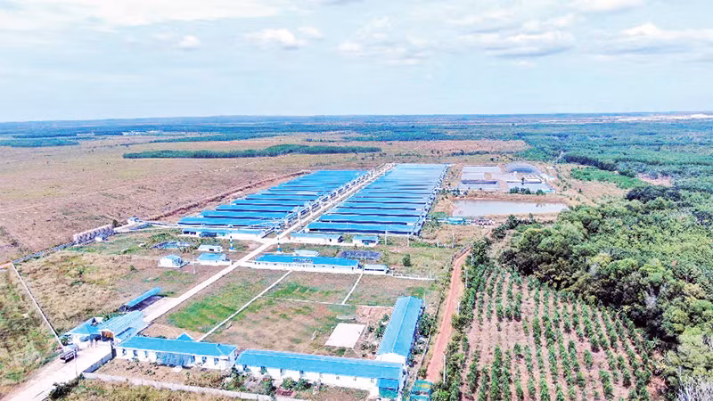 Trang trại chăn nuôi heo tại huyện Lộc Ninh, tỉnh Bình Phước. 