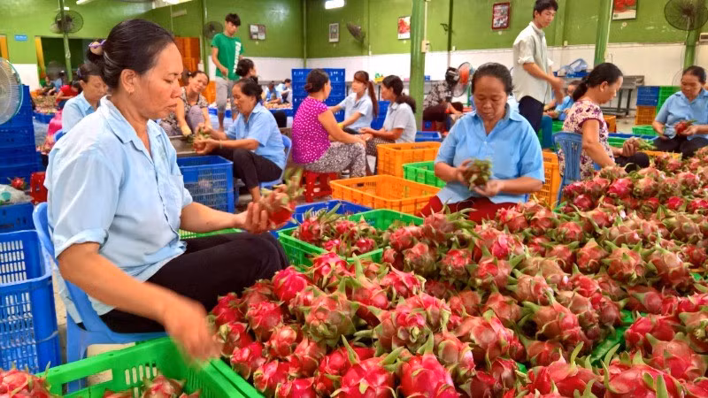 Trái cây Việt Nam có nhiều cơ hội xuất khẩu sang thị trường Bắc Âu. 