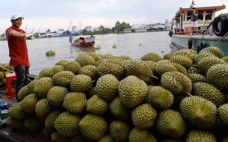 Thương lái ở huyện Cai Lậy (Tiền Giang) thu mua sầu riêng của nhà vườn bằng phương tiện thủy.