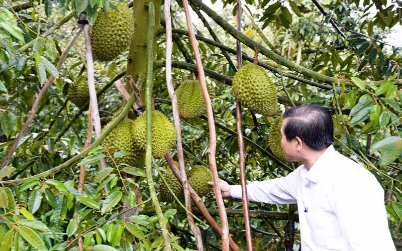 Vườn sầu riêng đạt chuẩn an toàn được trồng ở xã Ngũ Hiệp, huyện Cai Lậy (Tiền Giang).