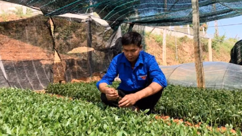 Nhiều đoàn viên thanh niên xã Hồ Sơn, huyện Hữu Lũng, (Lạng Sơn) phát triển mô hình ươm giống cây lâm nghiệp phục vụ cho trồng rừng.