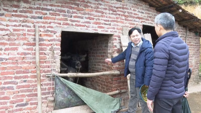 Lãnh đạo Ủy ban nhân dân huyện Lộc Bình (Lạng Sơn) kiểm tra công tác phòng, chống rét cho gia súc.