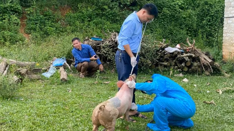 Cán bộ thú y lấy mẫu xét nghiệm chẩn đoán dịch tả lợn châu Phi.