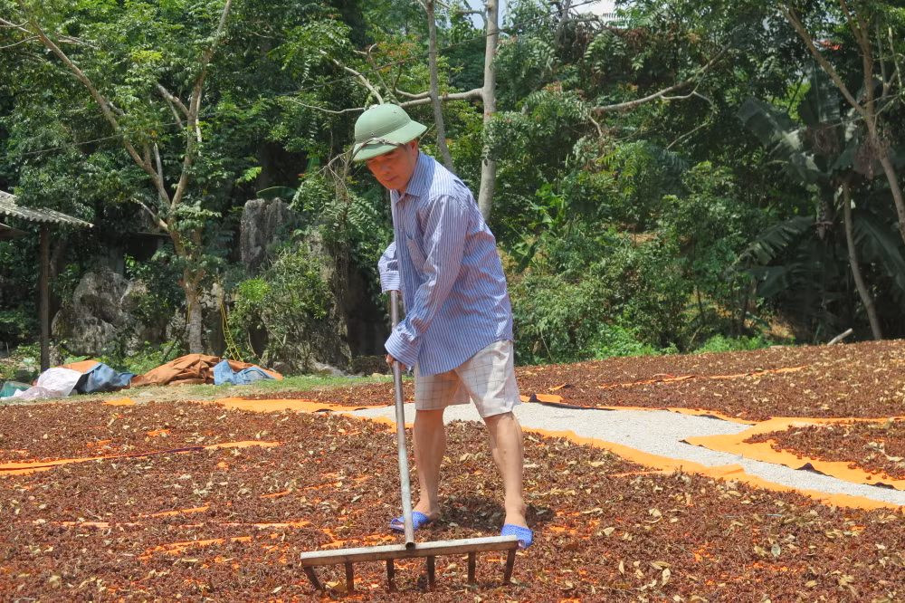 Người dân xã Yên Phúc, Văn Quan, (Lạng Sơn), phơi hoa hồi để xuất khẩu.