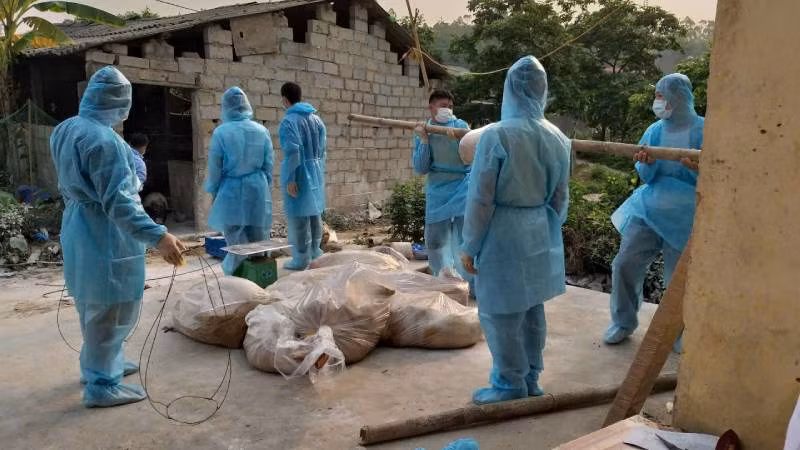 Lực lượng chức năng thực hiện tiêu hủy lợn bị dịch tả lợn châu Phi tại xã Nhạc Kỳ, Văn Lãng (Lạng Sơn).