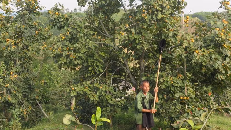 Ngay sau bão số 3, người dân ở thôn Pò Pheo, xã Hoàng Việt, huyện Văn Lãng (Lạng Sơn), tìm cách khôi phục lại những cây hồng bị đổ, ngã...