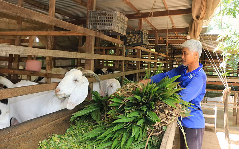 Chăm sóc dê tại xã Thường Phước 2, huyện Hồng Ngự, tỉnh Đồng Tháp. (Ảnh NHỰT AN) Chăm sóc dê tại xã Thường Phước 2, huyện Hồng Ngự, tỉnh Đồng Tháp. (Ảnh NHỰT AN)