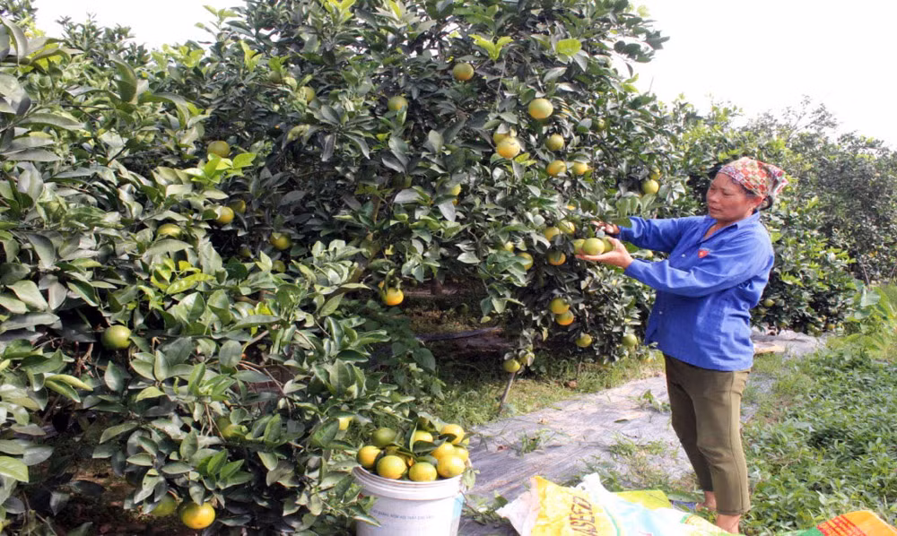Nông dân xã Tam Đa, huyện Phù Cừ chuyển đổi từ cấy lúa sang trồng cam cho thu nhập cao từ 250 triệu đến 350 triệu đồng/ha. ( Ảnh PHẠM HÀ)