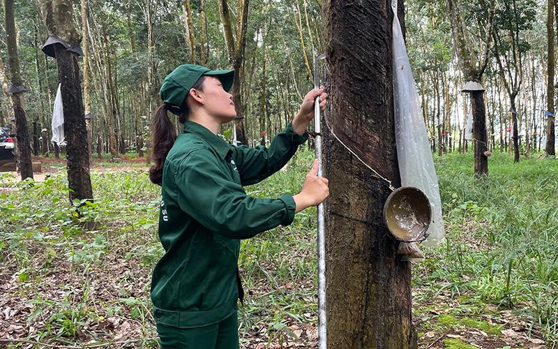 Công nhân khai thác mủ cao-su trên vườn cây.