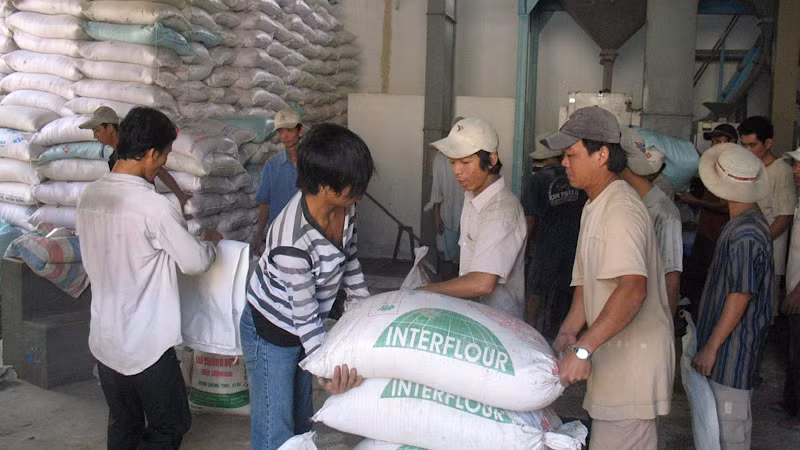 Doanh nghiệp thành Cần Thơ chuẩn bị nguồn lúa gạo cho xuất khẩu.