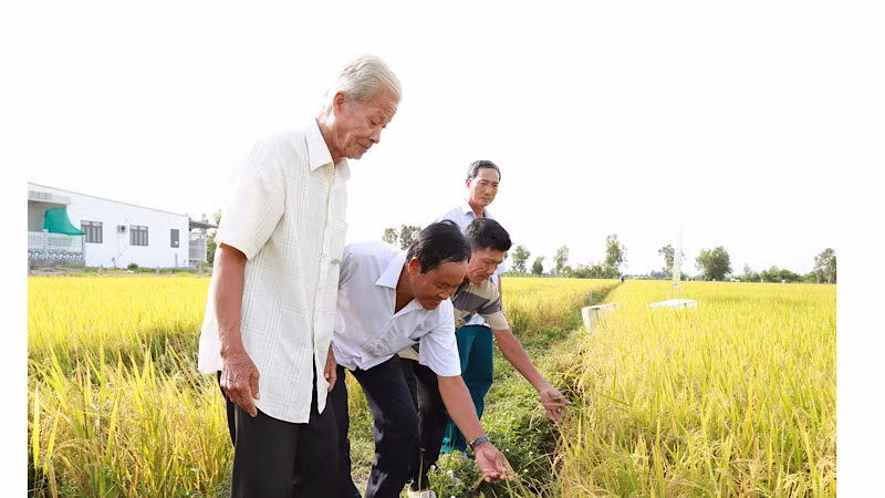 Nông dân tham quan thực nghiệm mô hình canh tác lúa thông minh.