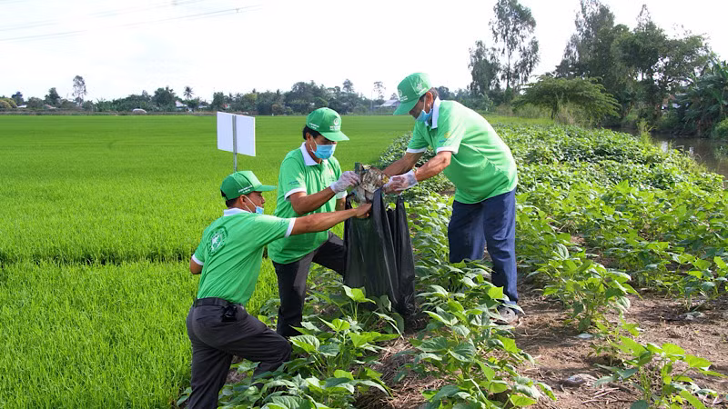 Thu gom bao, vỏ thuốc bảo vệ thực vật đã sử dụng tại đồng ruộng.