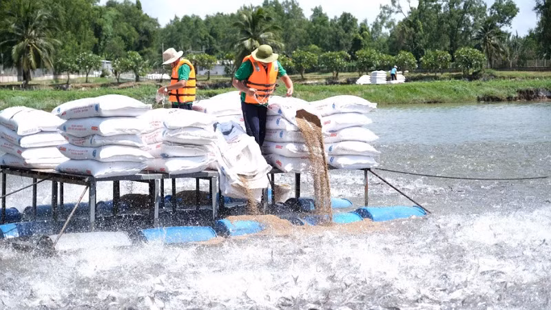 Vùng nuôi cá tra của một doanh nghiệp tại tỉnh Hậu Giang. (Ảnh: RICE ENTERTAIMENT)
