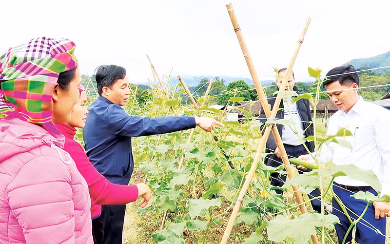 Mô hình trồng dưa liên kết tại huyện Bắc Mê mang lại hiệu quả kinh tế cao.