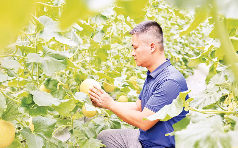 Mô hình trồng dưa lưới ứng dụng công nghệ cao, giảm chi phí sản xuất tại thôn Gốc Quéo, xã Kháng Nhật, huyện Sơn Dương (Tuyên Quang).