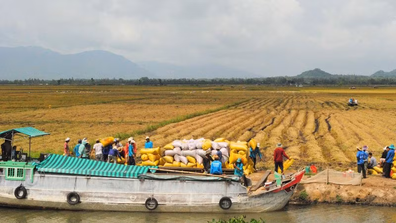 Nông dân An Giang thu hoạch lúa đông xuân 2023-2024.