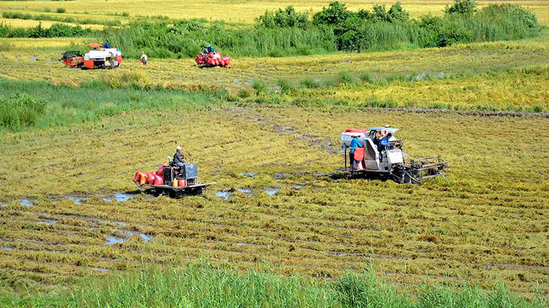 Thu hoạch lúa ở xã Khánh Bình, huyện Trần Văn Thời, tỉnh Cà Mau. (Ảnh HỮU TÙNG)
