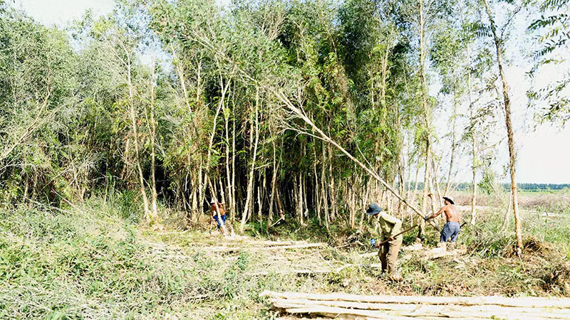 Khai thác gỗ rừng trồng tại Công ty TNHH Một thành viên U Minh Hạ, tỉnh Cà Mau. (Ảnh VĂN SINH)