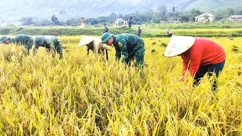 Cán bộ chiến sĩ giúp dân gặt lúa.