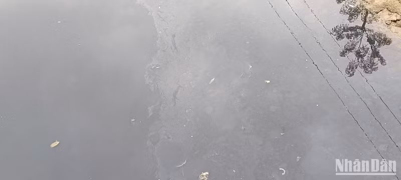 Mùi hôi thối bốc lên nồng nặc, mặt sông nổi váng dầu loang.