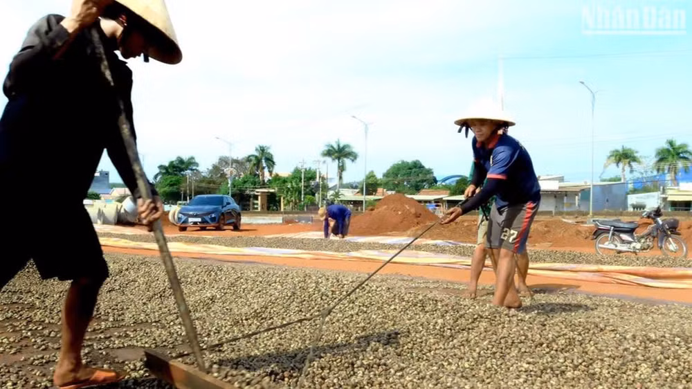 Đội nắng phơi điều.