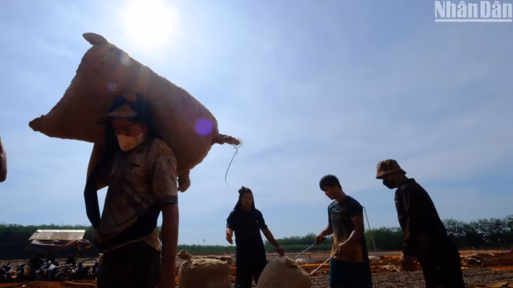 Vào dịp chính vụ, các đội nhóm nhận phơi điều thuê giá trung bình khoảng 400 ngàn đồng/tấn.