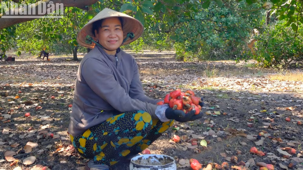 Những ngày mùa, người dân nông nhàn đi thu hoạt thuê mỗi ngày cũng kiếm được trung bình 400 nghìn đồng.