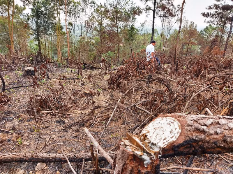 Có cá nhân lợi dụng phát dọn thực bì để khai thác cây thông trái phép.