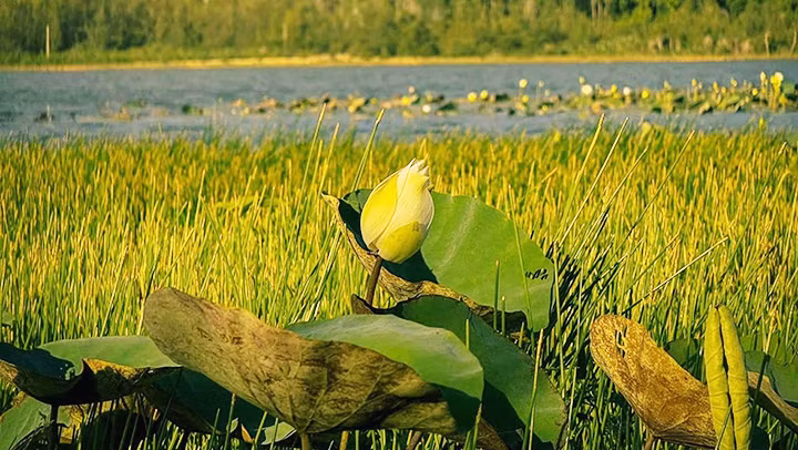 Hoàng hôn bên bãi sen trắng