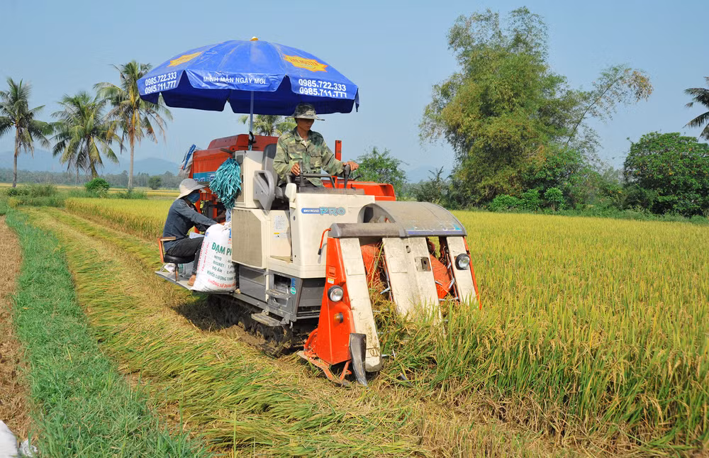 Thu hoạch lúa tại Bình Định. Ảnh: HẢI NAM