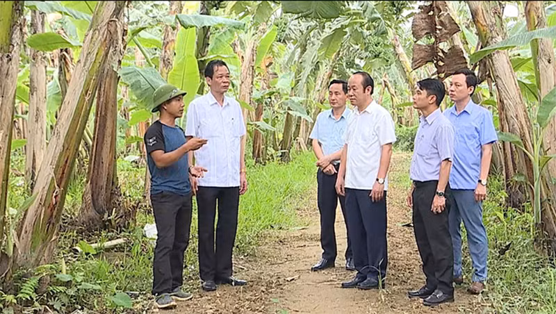 Cán bộ và người dân xã Vĩnh Chân, huyện Hạ Hòa (tỉnh Phú Thọ) trao đổi kinh nghiệm liên kết sản xuất, tiêu thụ chuối.