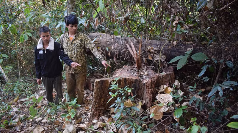 Đối tượng Đinh Nhi (áo khoác đen) và Đinh Văn Nhâu tại hiện trường vụ khai thác gỗ trái phép tại xã Sơ Pai. (Ảnh: Công an huyện Kbang cung cấp)
