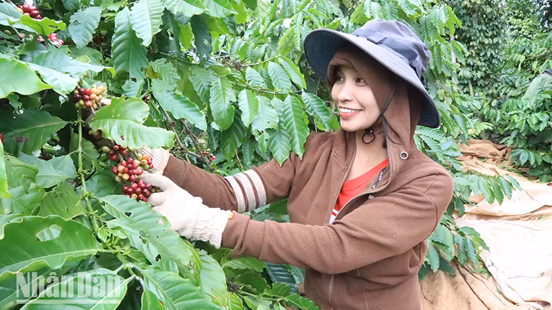 Nông dân xã Ea Ktur, huyện Cư Kuin, tỉnh Đắk Lắk phấn khởi thu hoạch khi giá cà-phê tăng cao.