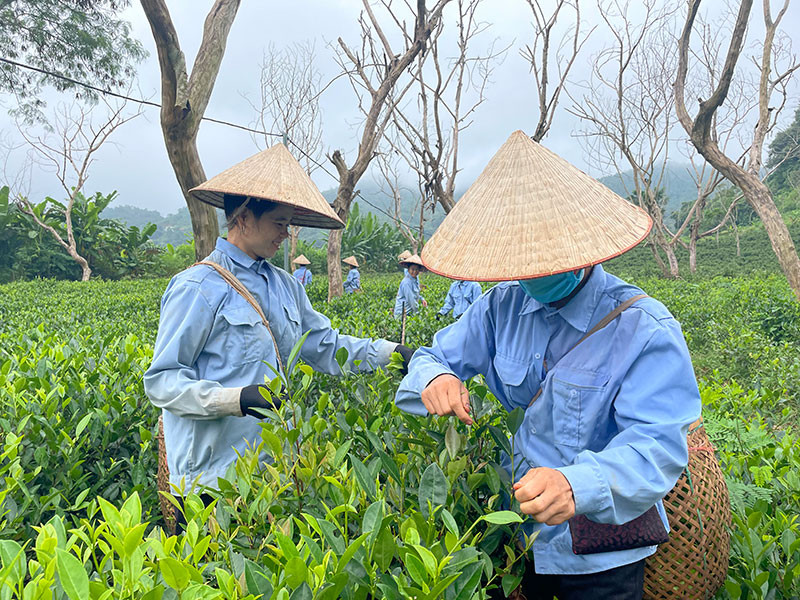 Nông dân xã Xuân Lao, huyện Mường Ảng thu hái chè.