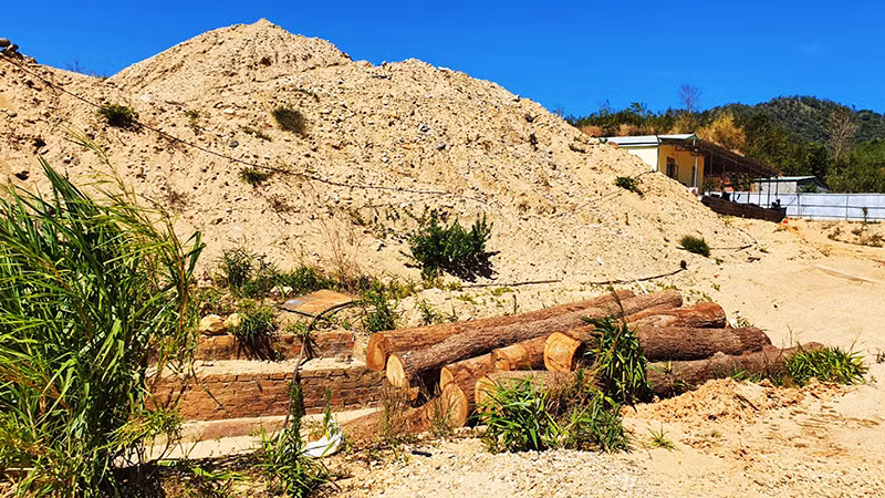 Số gỗ còn tươi, mới bị đốn hạ được lâm tặc cất giấu gần cuối bãi cát.