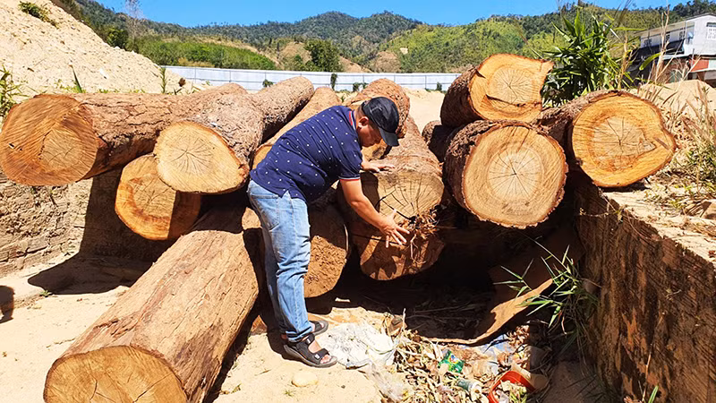 Số lượng gỗ còn tươi, mới với đường kính thấp nhất khoảng 60cm bị lâm tặc đốn hạ, đưa về tập kết tại bãi cát.