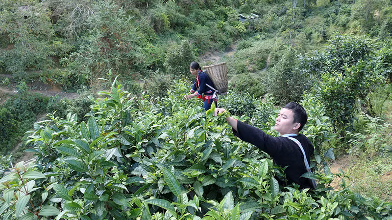 Chú trọng khai thác các cây, con đặc sản có giá trị kinh tế cao nhằm tạo nên sản phẩm đặc trưng có sức cạnh tranh cao. (Trong ảnh: Thu hái chè Shan tuyết cổ thụ tại thôn Phìn Hồ, xã Thông Nguyên, huyện Hoàng Su Phì)