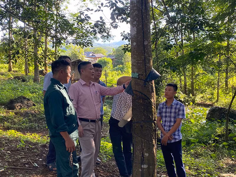 Cao-su, một trong những loại cây công nghiệp đem lại nguồn thu ổn định cho hàng nghìn gia đình đồng bào dân tộc thiểu số ở Điện Biên.