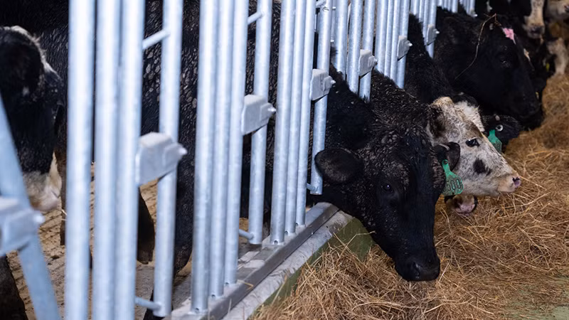 Đàn bò tại trang trại TH ở tỉnh Kaluga (Nga). (Ảnh: Thanh Thể)